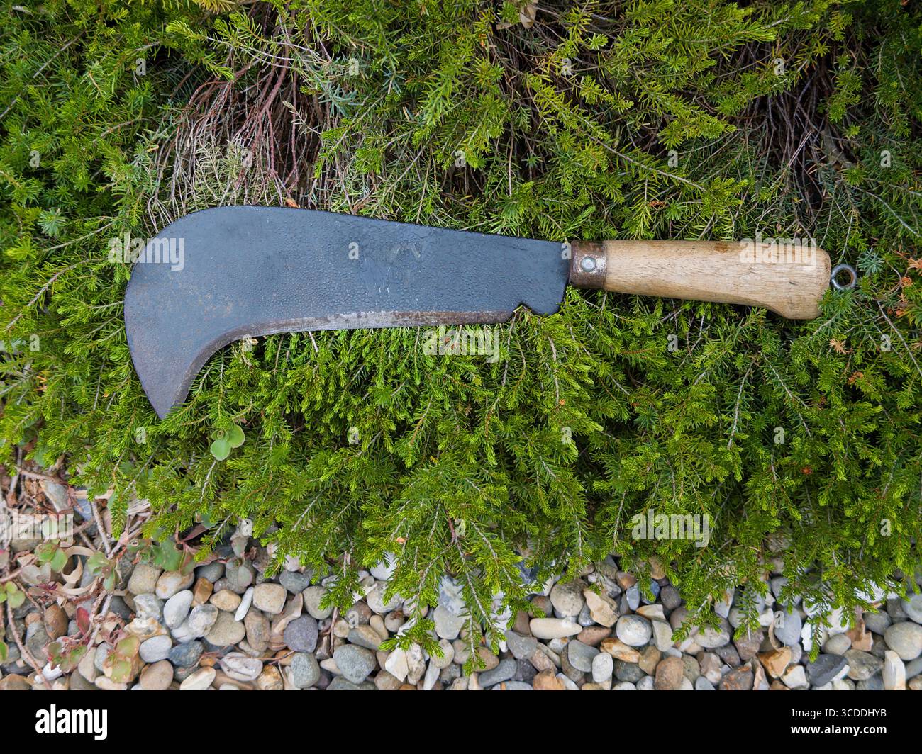 Un falcetto tradizionale in stile Sussex sullo sfondo di erica Foto Stock