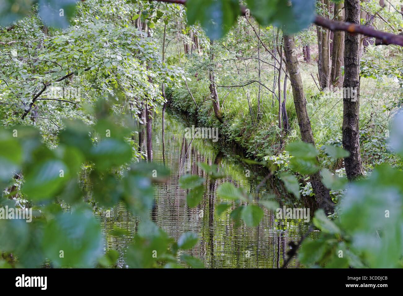 L'Havel sotto cespugli e alberi nel Parco Nazionale Mueritz vicino a Babke. Mirow, Meclemburgo-Pomerania occidentale, Germania Foto Stock