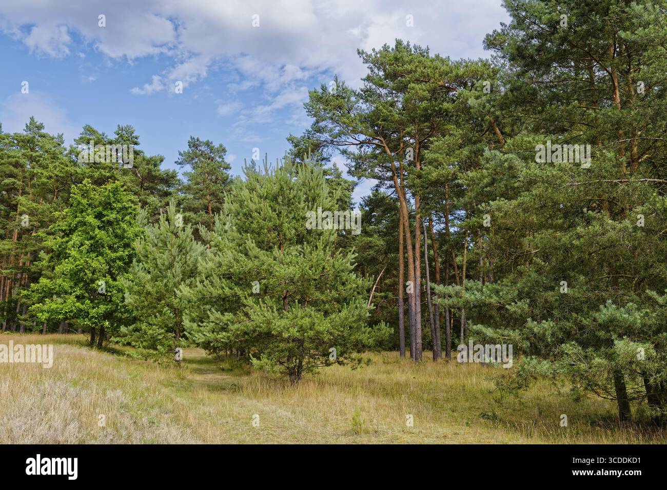 Percorso e paesaggio nel Parco Nazionale Mueritz vicino a Babke. Mirow, Meclemburgo-Pomerania occidentale, Germania Foto Stock