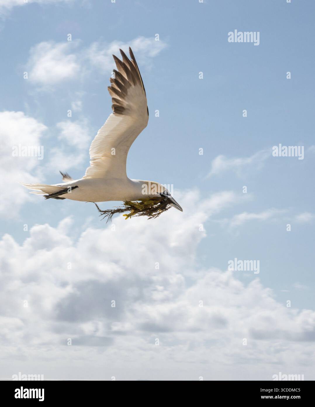 Un gannet settentrionale (Morus bassanus) (sinonimo: Sula bassana) vola al nido con ali allungate e alghe nel becco, materiale di nidificazione, adulto Foto Stock