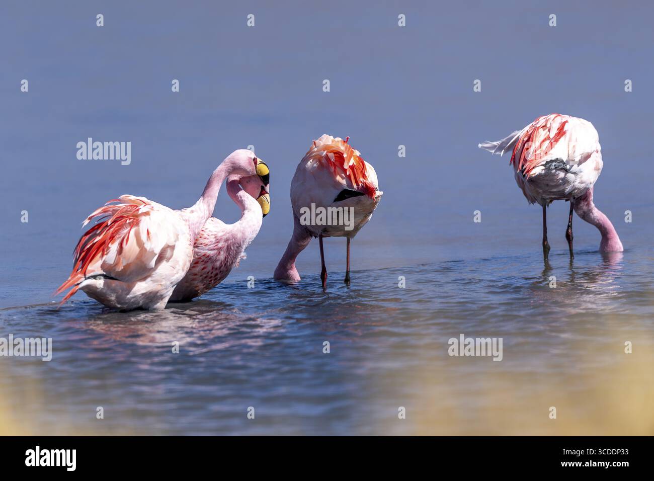 James flamingo (Phoenicoparrus jamesi), gruppo, in acqua in un lago parzialmente congelato, ghiaccio, riflessi nell'acqua, Laguna canapa, percorso laguna, S. Foto Stock