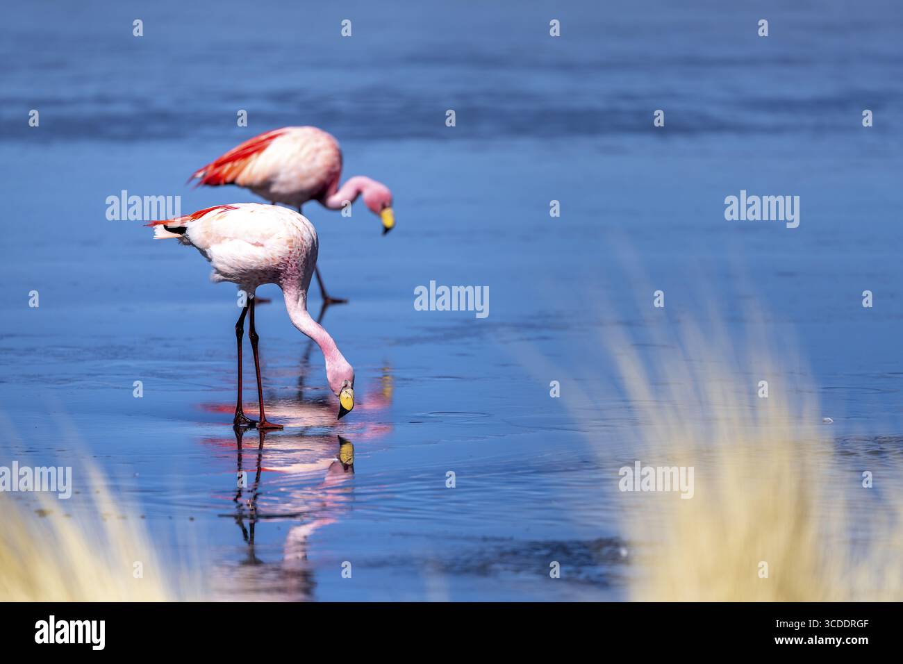 Fenicotteri di James (Phoenicoparrus jamesi), su un lago ghiacciato, ghiaccio, riflessi nel ghiaccio, Laguna canapa, percorso laguna, San Pedro de Quemes, Departament Foto Stock