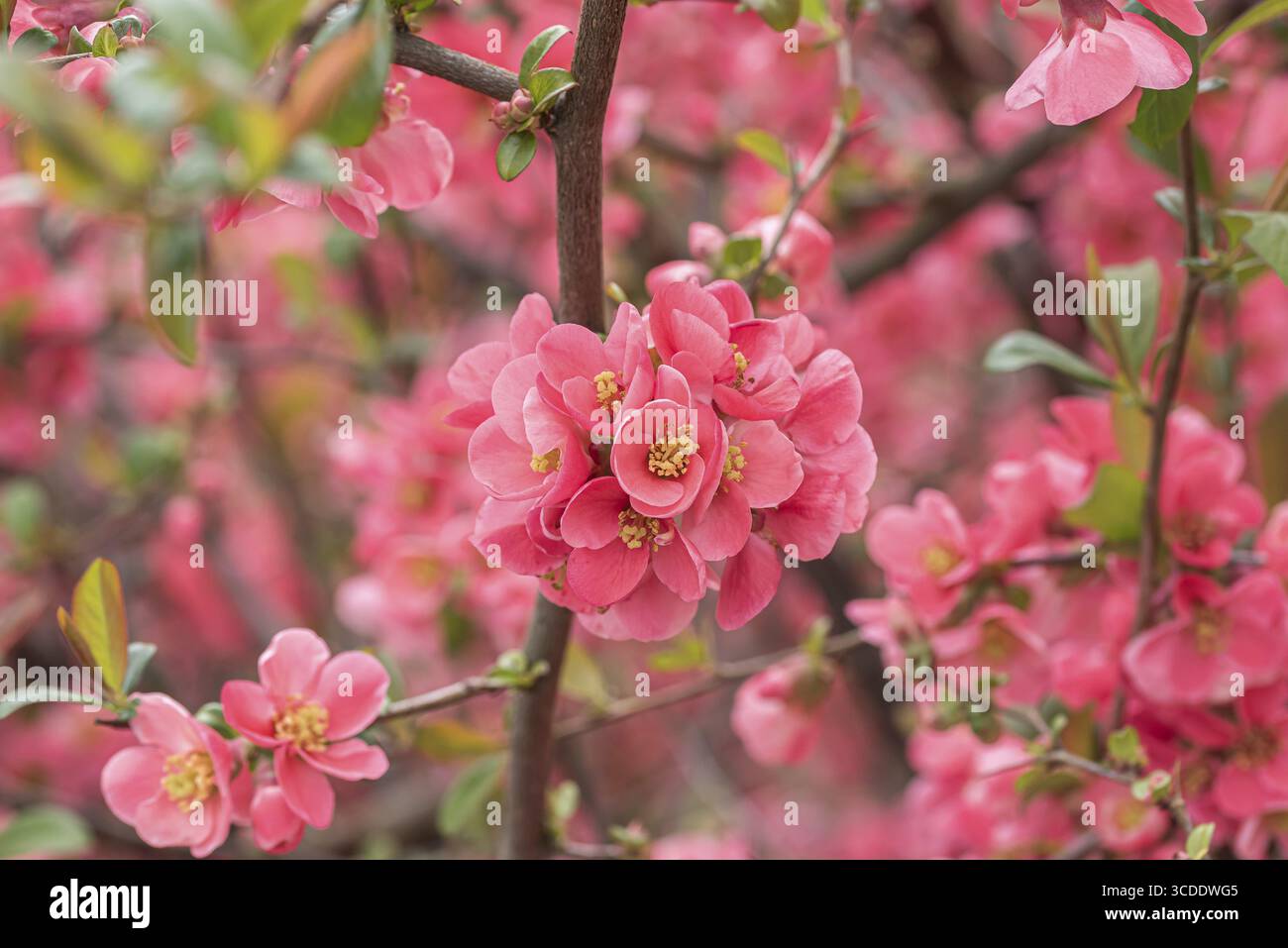 Cotogna giapponese (Chaenomeles speciosa), Repubblica federale di Germania Foto Stock