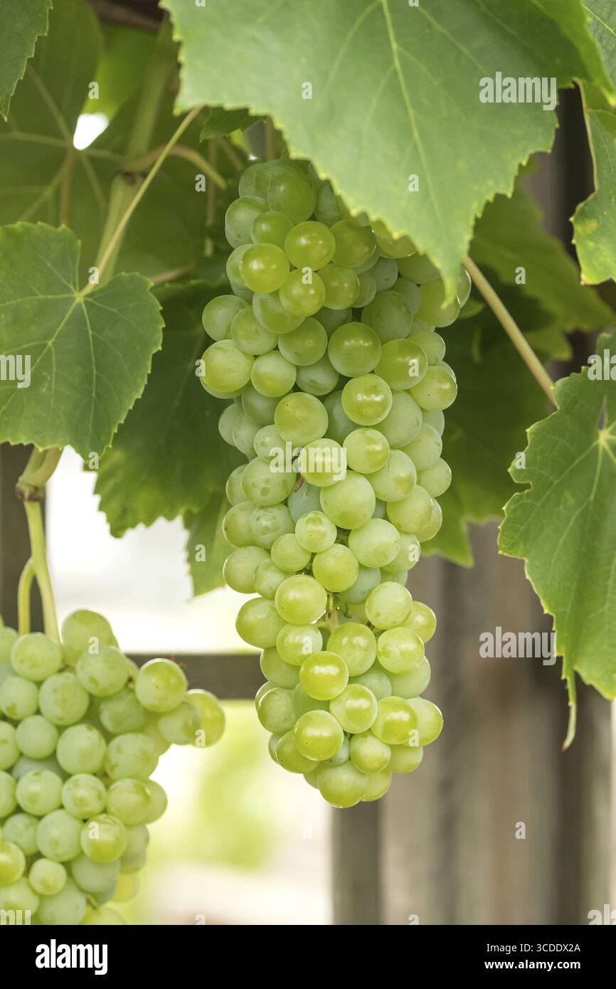 Grapevine (Vitis 'Lakemont'), BS Saemann, Germania Foto Stock