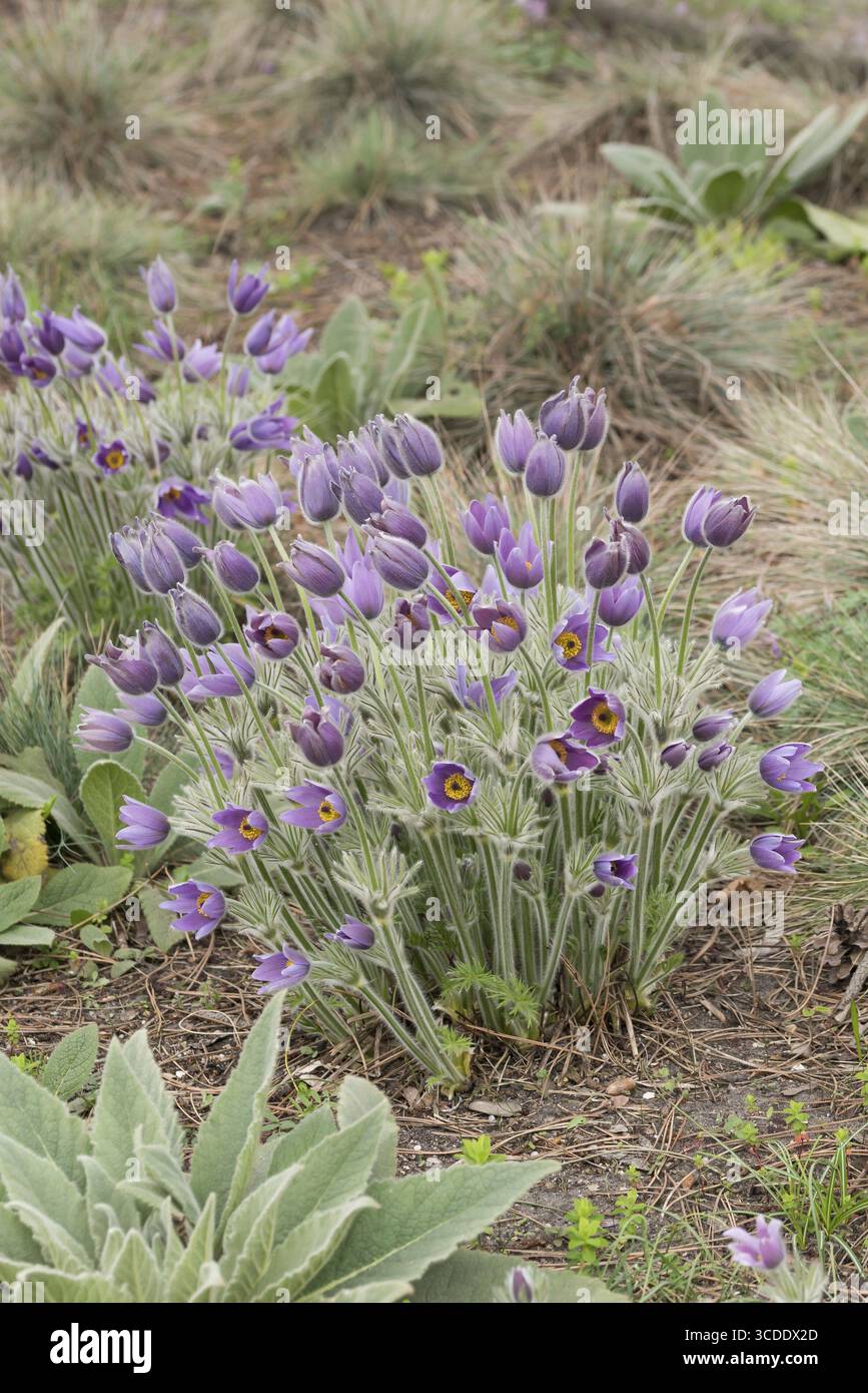 Cowslip (Pulsatilla vulgaris), Spaeth Arboretum, Germania Foto Stock