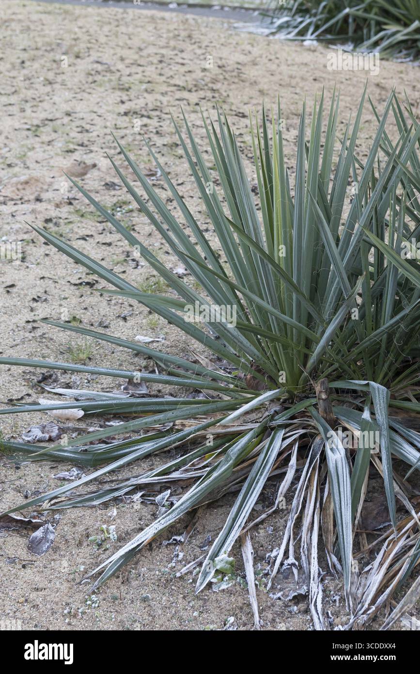 Giglio di palma (Yucca gloriosa var. Tristis), Gruga Park, Germania Foto Stock