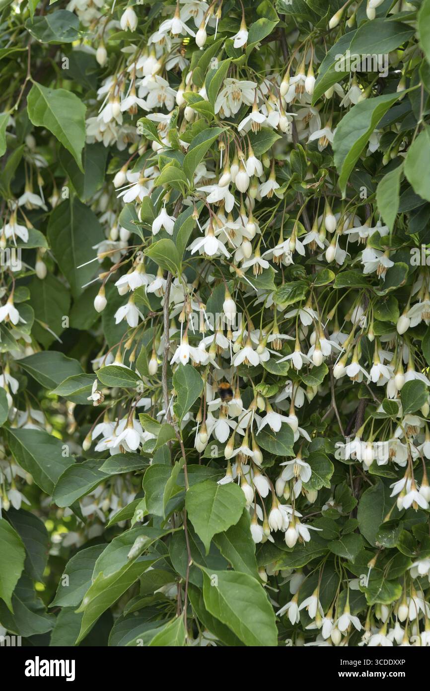 Albero di Storax (Styrax japonicus "Fontana profumata"), giardino Harry van de la assortito, Paesi Bassi Foto Stock