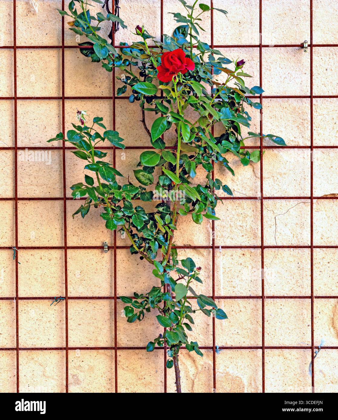 Cespuglio di rosa con un fiore rosso e molte foglie verdi su una parete con una griglia di cemento Foto Stock