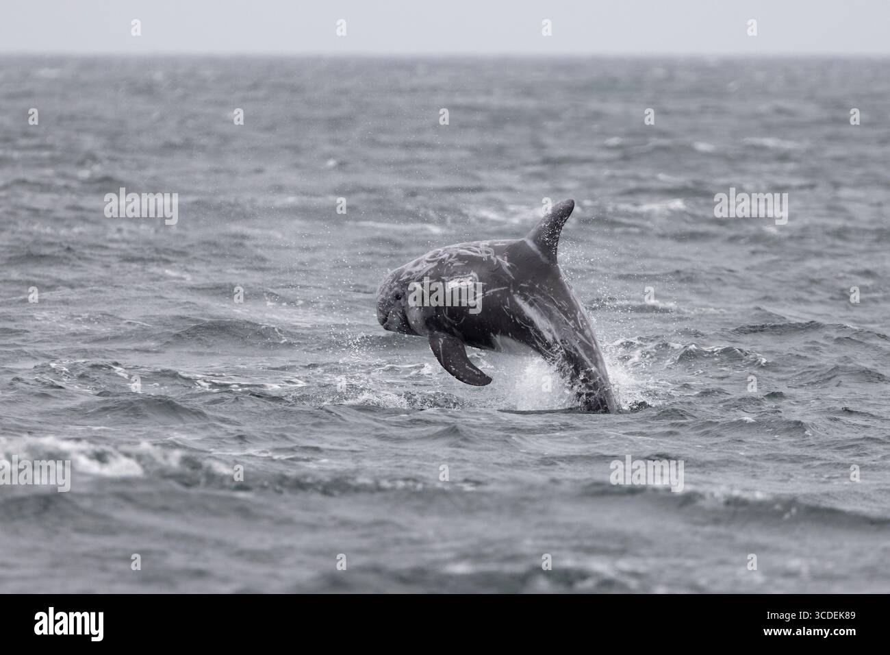 Grampus Griseus, delfino di Risso, salto per adulti, Falmouth Bay, Cornovaglia, Regno Unito, luglio Foto Stock