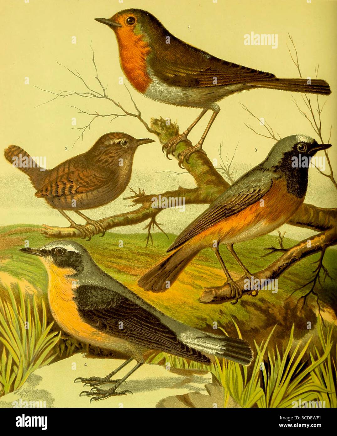 Robin, WREN, REDSTART, WHEATEAR dal libro illustrato di canari e uccelli in gabbia, British and Foreign di Blakston, W. A; Swaysland, W; Wiener, agosto F data di pubblicazione 1878 Foto Stock