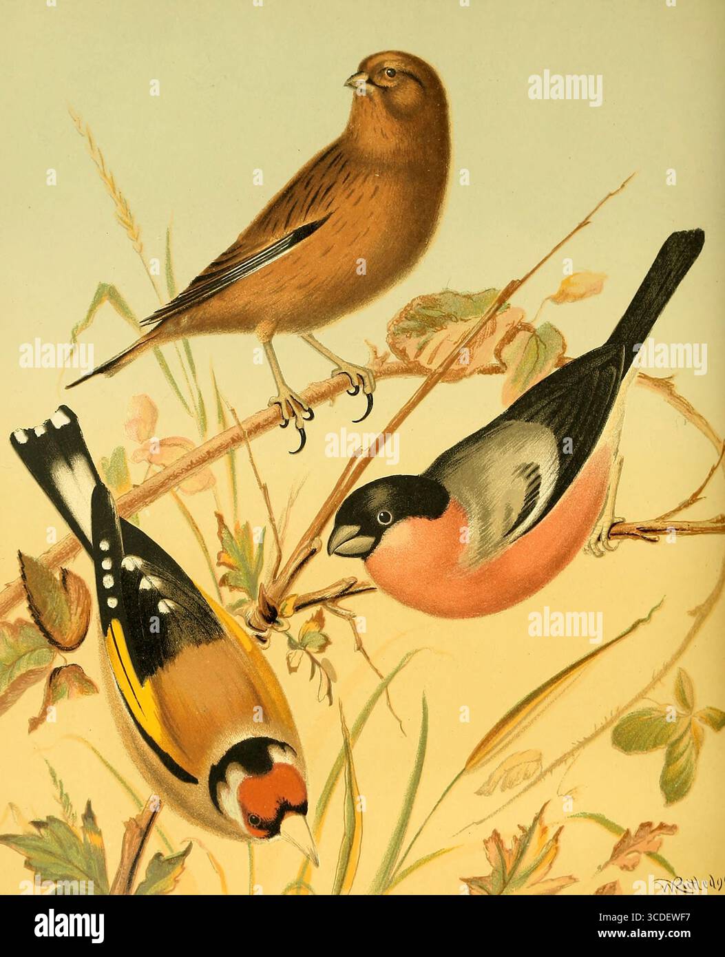 LINNET, GOLDFINCH, BULLFINCH dal libro illustrato di canarini e uccelli da gabbia, British and Foreign di Blakston, W. A; Swaysland, W; Wiener, agosto F data di pubblicazione 1878 Foto Stock