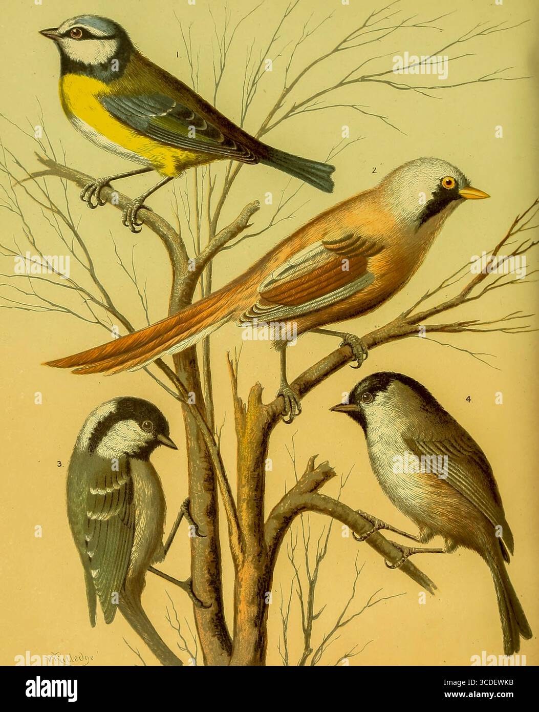 BLUE TITMOUSE, BEARDED TITMOUSE, COLE TITMOUSE, MARSH TITMOUSE dal libro illustrato di canari e uccelli in gabbia, British and foreign di Blakston, W. A; Swaysland, W; Wiener, agosto F data di pubblicazione 1878 Foto Stock