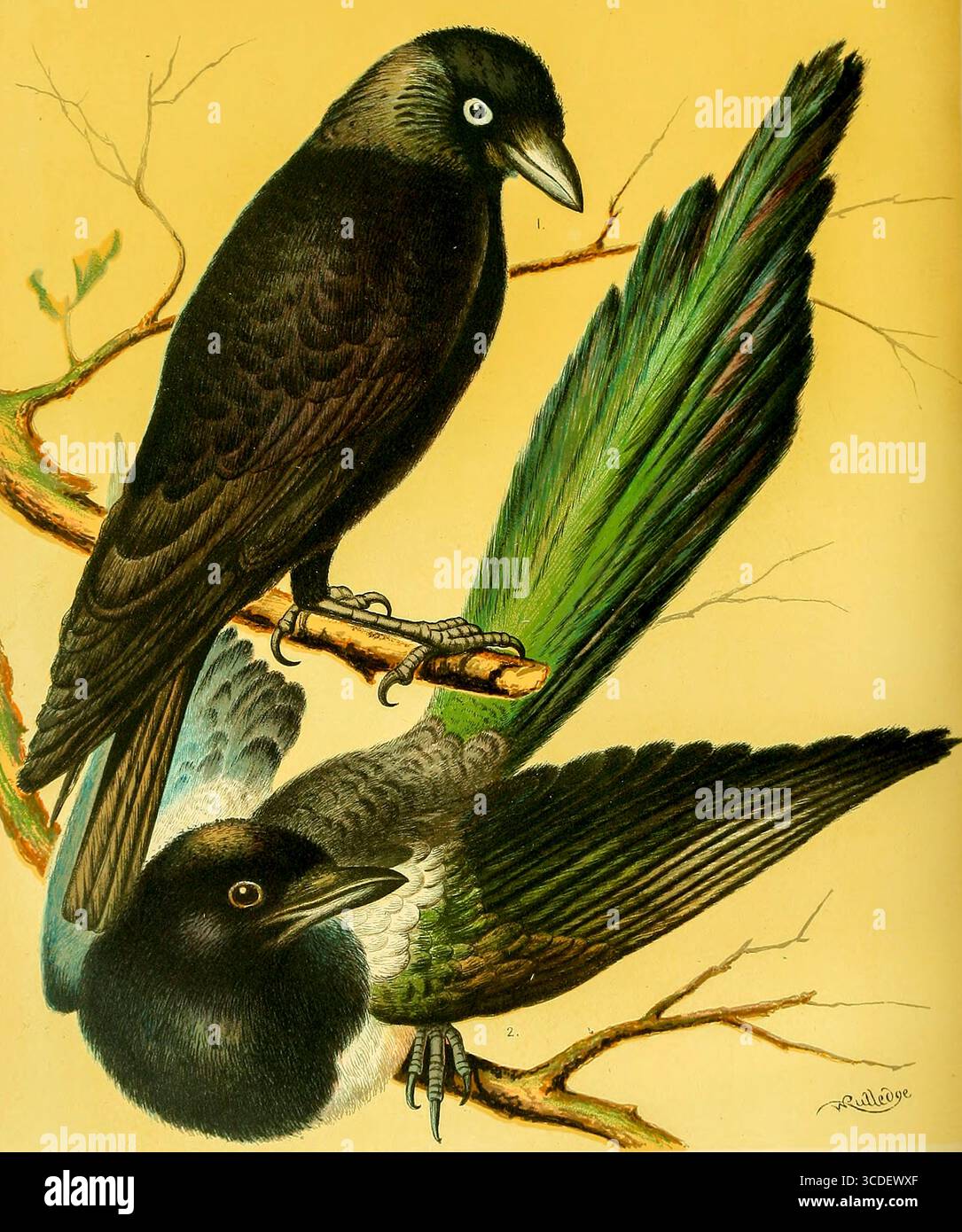 JACKDAW, MAGPIE dal libro illustrato di canari e uccelli in gabbia, British and foreign di Blakston, W. A; Swaysland, W; Wiener, agosto F data di pubblicazione 1878 Foto Stock