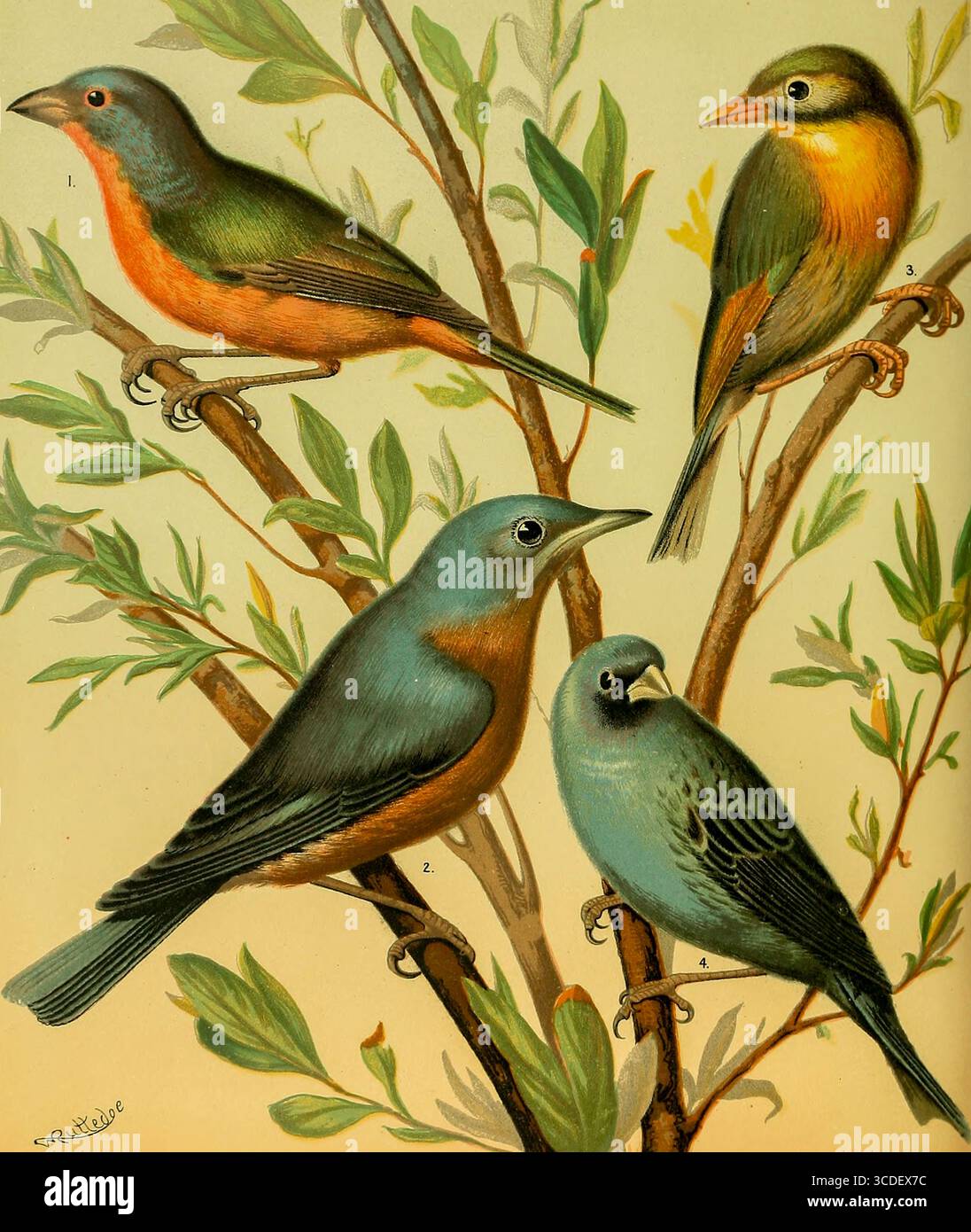NONPAREIL Finch, BLUE Robin, Yellow Bellied liothrix o PEKIN NIGHTINGALE, INDIGO-BIRD dal libro illustrato di canari e uccelli in gabbia, British and Foreign di Blakston, W. A; Swaysland, W; Wiener, agosto F data di pubblicazione 1878 Foto Stock