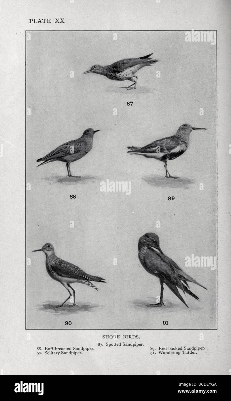 PIATTO XX: UCCELLI COSTIERI 87. Sandpiper macchiato. 88. Sandpiper petto. 89. Sandpiper con retro rosso. 90. Sandpiper solitario. 91. Wandering Tattler. Dal nostro gioco piumato; un manuale del gioco nordamericano Birds di Huntington, Dwight Williams, pubblicato nel 1903 Foto Stock
