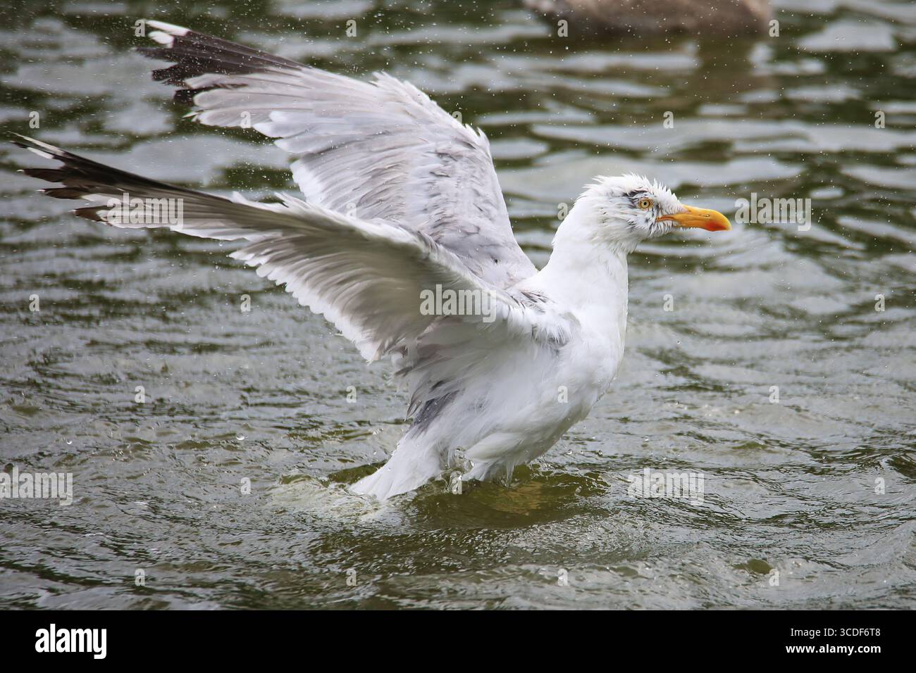 Grande gabbiano dalla testa bianca (Larus) che fa il bagno in acqua e spruzza molte piccole goccioline che volano intorno Foto Stock
