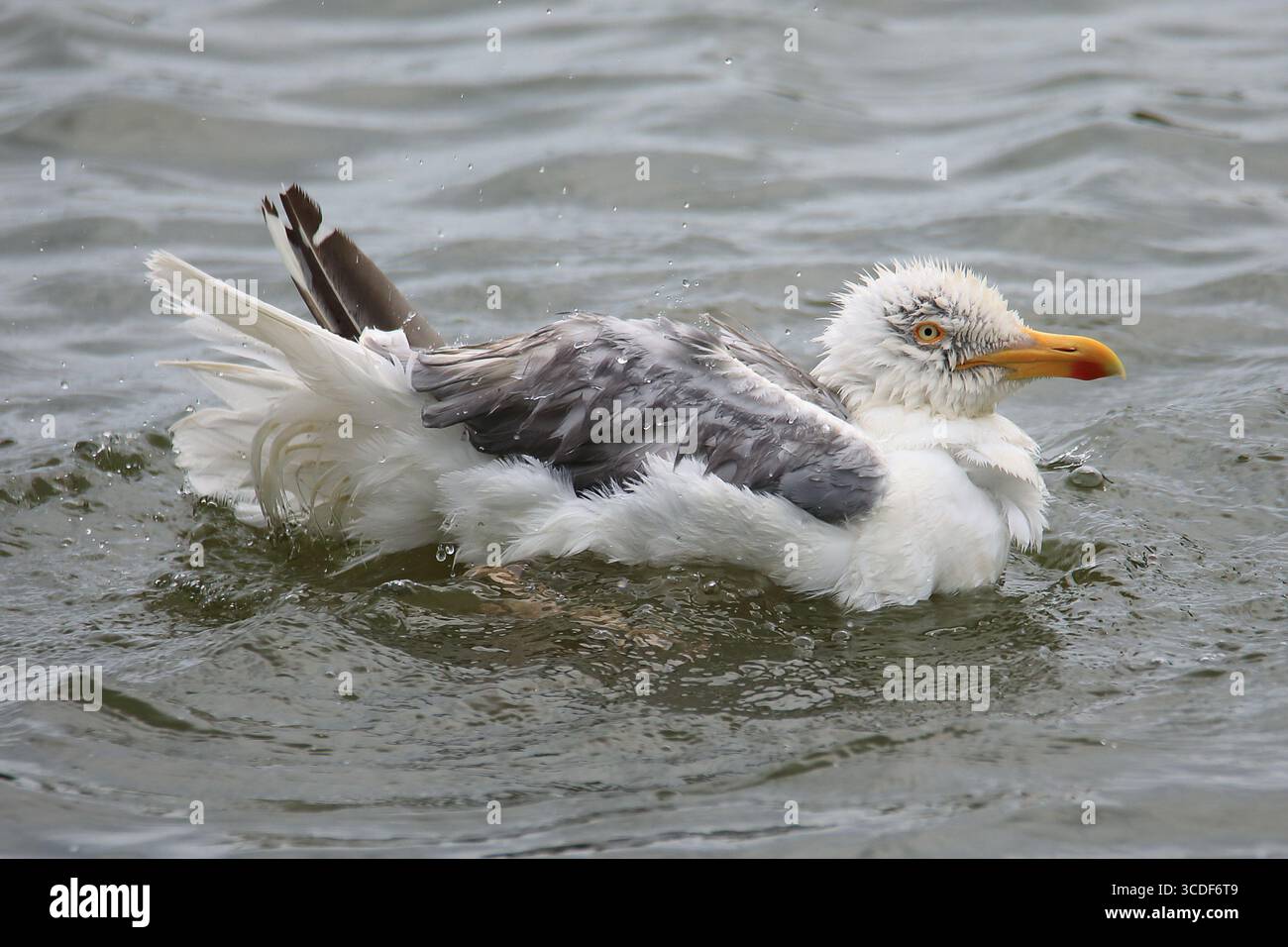 Grande gabbiano dalla testa bianca (Larus) che fa il bagno in acqua e spruzza molte piccole goccioline che volano intorno Foto Stock
