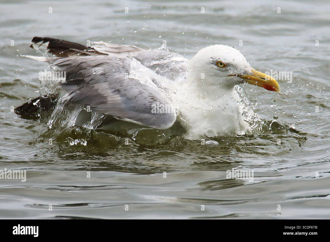 Grande gabbiano dalla testa bianca (Larus) che fa il bagno in acqua e spruzza molte piccole goccioline che volano intorno Foto Stock