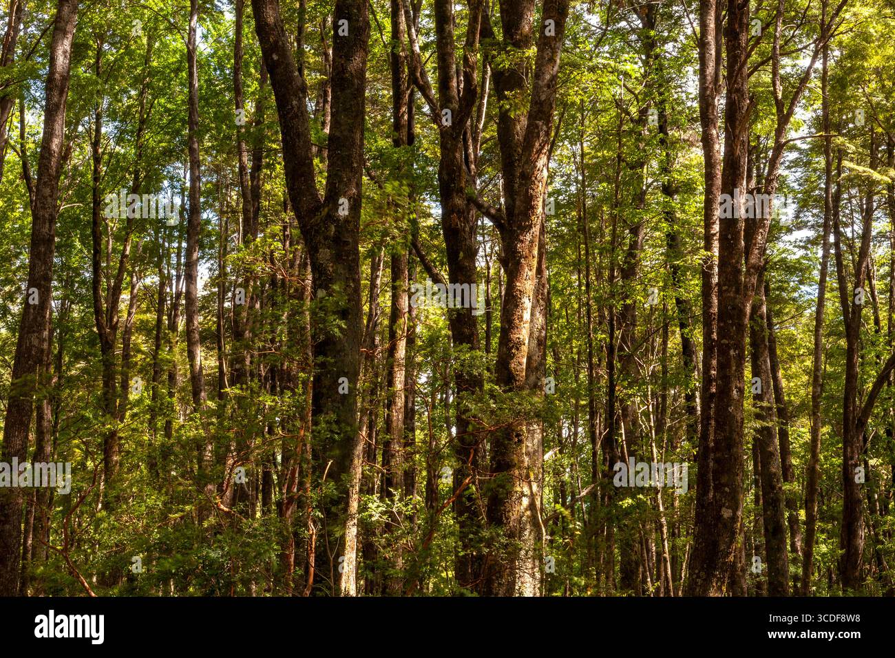 Un primo piano di una vivace foresta di alberi di Lenga vicino a Pucon, in Cile, con la luce del sole che filtra attraverso la fitta vegetazione. Foto Stock