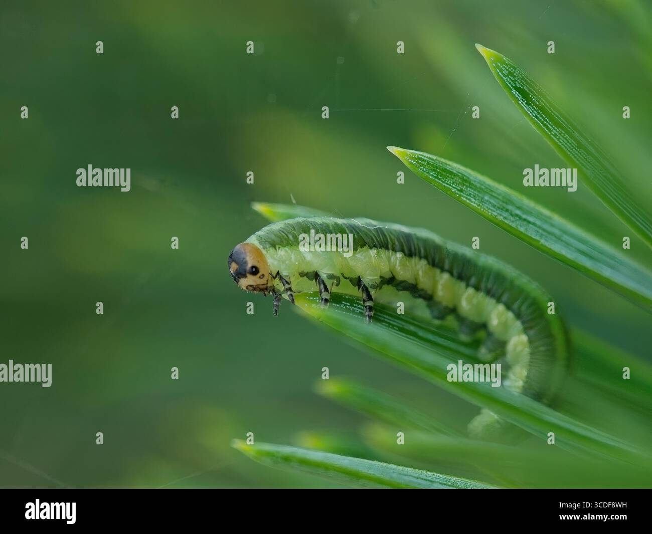 bruco verde strisciante su un ago di pino con sfondo verde morbido, foto di insetti macro Foto Stock