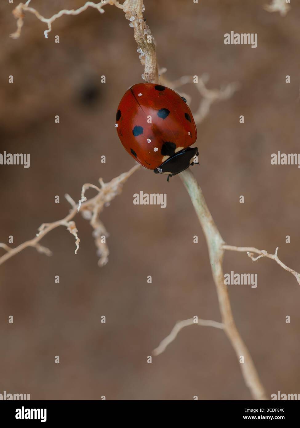 Coccinello su un ramo di pianta secca con sfondo morbido naturale e immagine macro dettagliata Foto Stock