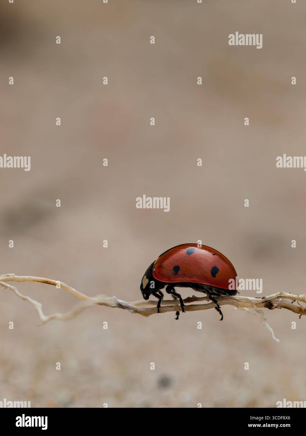 Immagine macro laterale di una coccinella (Coccinella septempunctata) che cammina su un fusto di pianta secca, Foto Stock