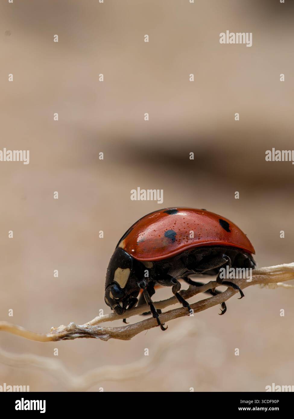 Immagine macro laterale di una coccinella (Coccinella septempunctata) che cammina su un fusto di pianta secca, Foto Stock