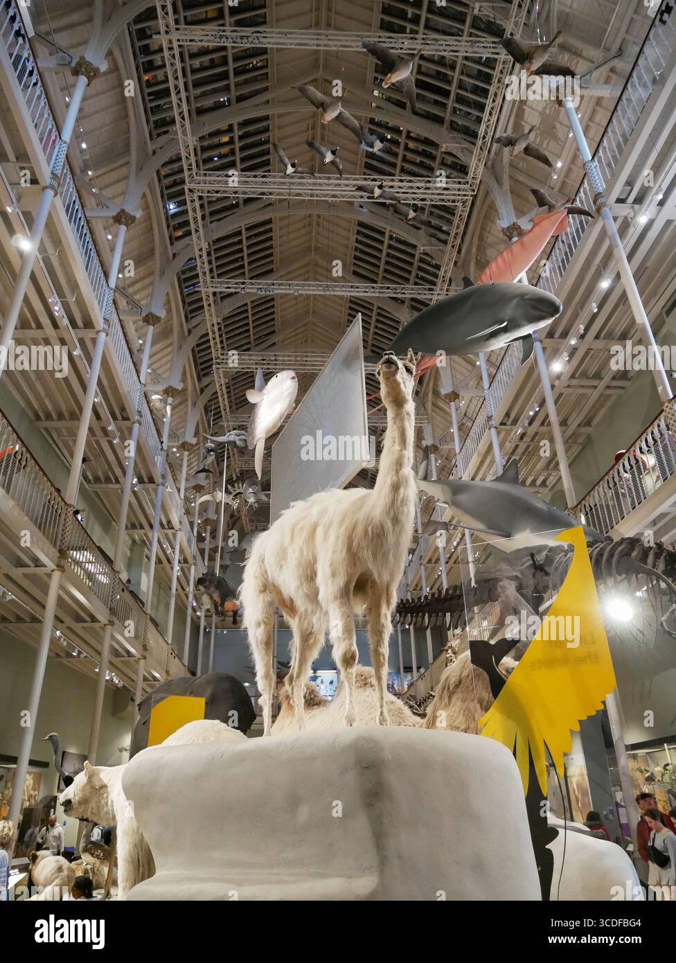 Lama esposta nella Animal World Gallery al National Museum of Scotland di Edimburgo, Scozia, Regno Unito Foto Stock
