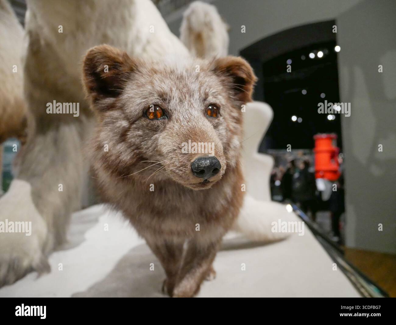 Lupo e orso polare nella Animal World Gallery presso il National Museum of Scotland di Edimburgo, Scozia. Foto Stock