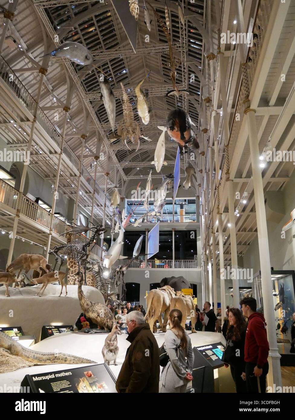 La galleria del mondo degli animali al National Museum of Scotland di Edimburgo, Scozia, Regno Unito Foto Stock
