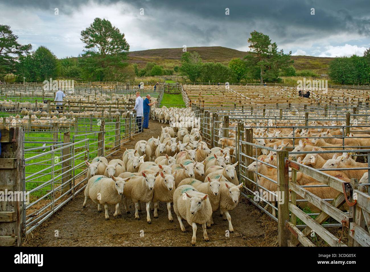 Lairg Sutherland Scotland agosto 2025 Cheviot Lamb Sales Herding si dirige verso l'anello d'asta Foto Stock