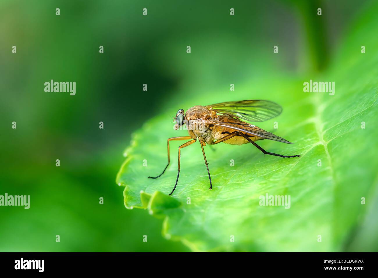 Macro di un ladro volare su una foglia verde Foto Stock