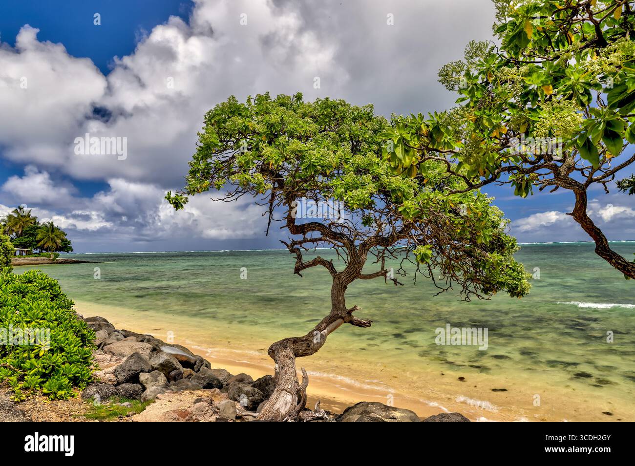 Scenario delle foreste e delle vicine rive del Kualoa Ranch, famoso per le scene di Jurassic Park e molti altri film Foto Stock