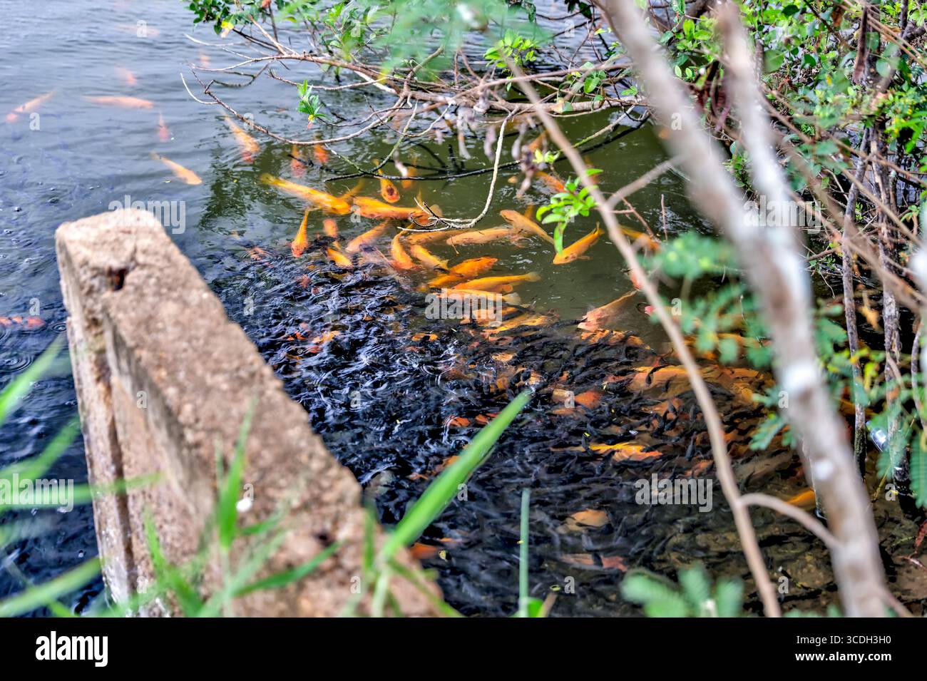 Paesaggi intorno a canali e stagni che raccolgono gamberi su Oahu Foto Stock
