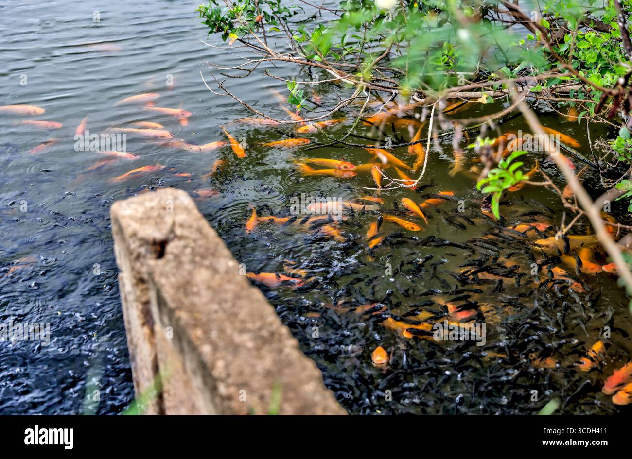 Paesaggi intorno a canali e stagni che raccolgono gamberi su Oahu Foto Stock