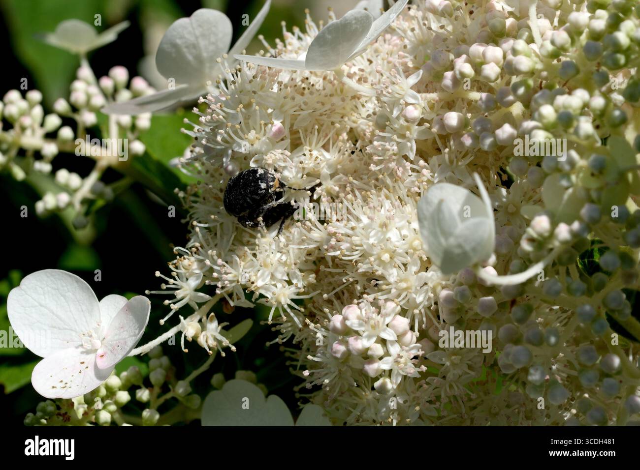 Un piccolo scarabeo nero esplora i fiori bianchi in un pomeriggio di sole. Foto Stock