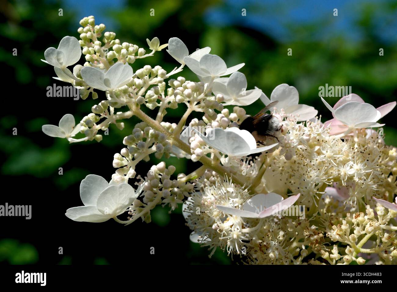 La bellezza della natura si dispiega quando le api impollinano splendidi fiori bianchi sotto il cielo limpido. Foto Stock