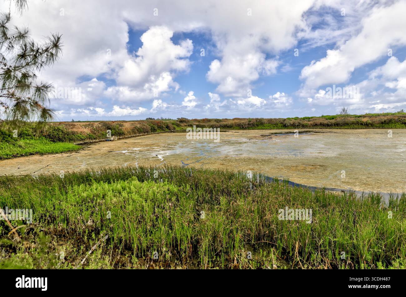 Paesaggi intorno a canali e stagni che raccolgono gamberi su Oahu Foto Stock