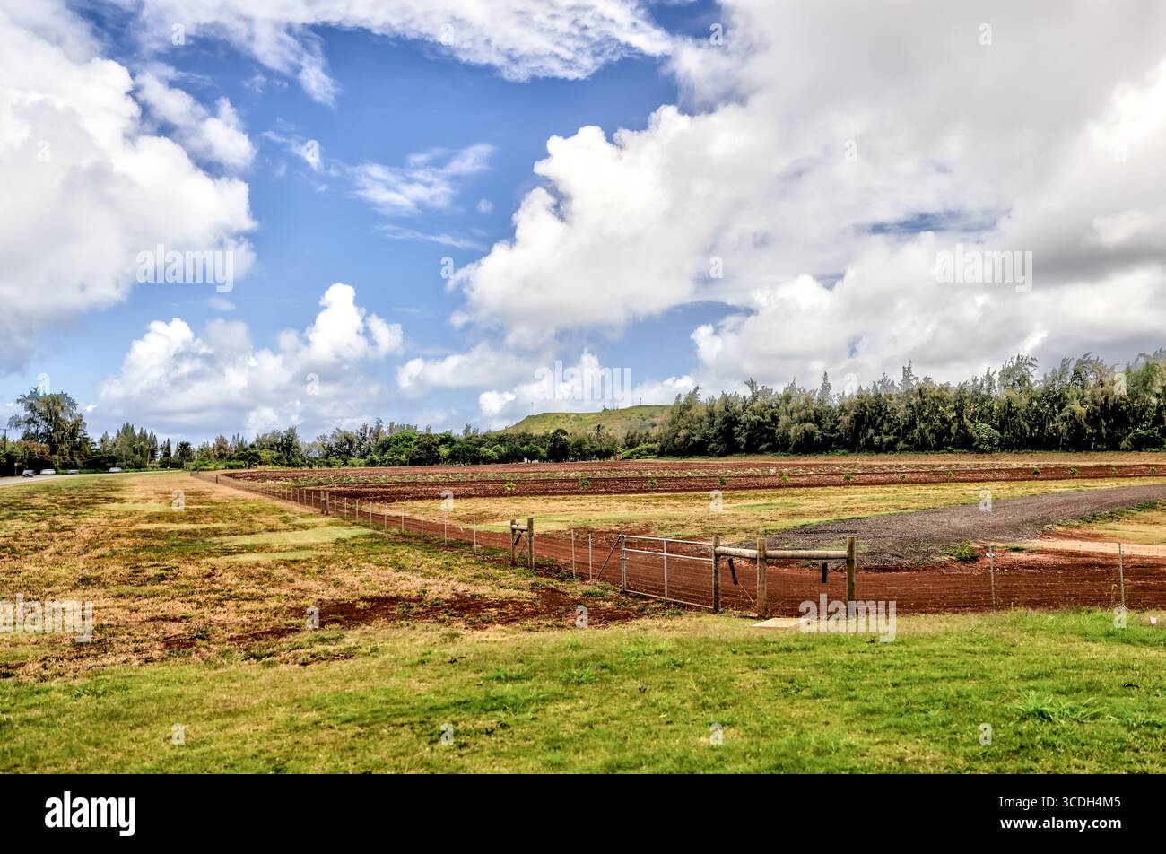 Paesaggi intorno a canali e stagni che raccolgono gamberi su Oahu Foto Stock