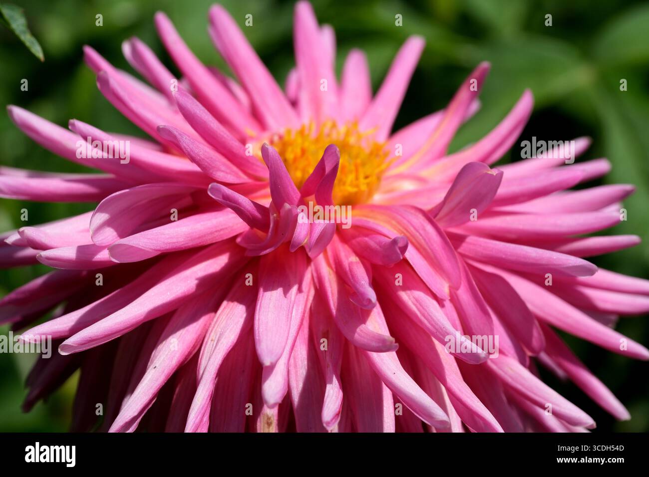Il rosa brillante dahlia irradia bellezza sotto il caldo sole nel lussureggiante giardino. Foto Stock
