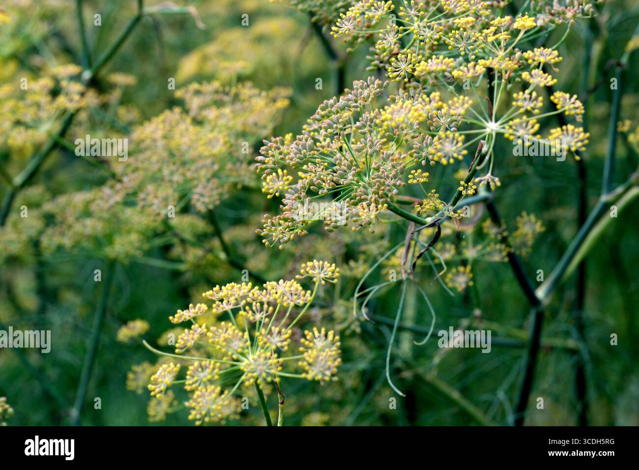 I fiori gialli danzano dolcemente nella brezza, evidenziando la bellezza della natura al crepuscolo. Foto Stock