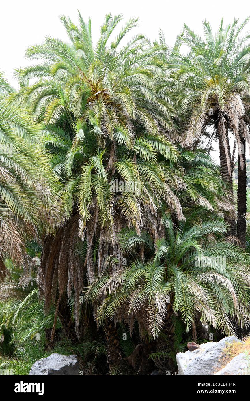 La palma da dattero cretese (Phoenix theophrasti) è una palma endemica di alcuni luoghi a Creta e nelle isole vicine e in alcuni punti della costa turca. Questa foto wa Foto Stock