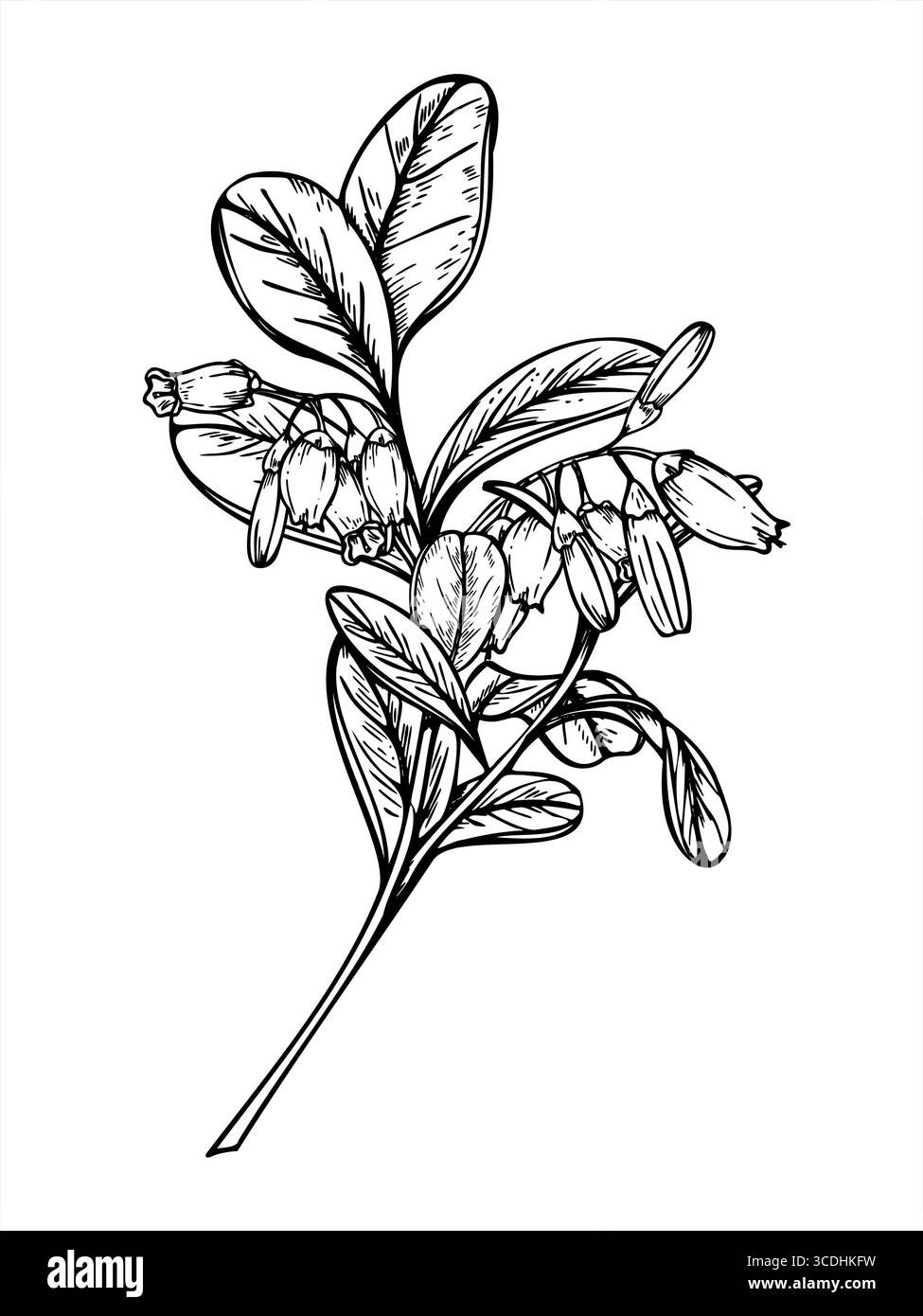 Ramo fiorito di mirtilli rossi con foglie e fiori disegno a linee vettoriali monocromatiche con inchiostro nero. Cespuglio di frutti di bosco con fiori per disegni nordici Illustrazione Vettoriale