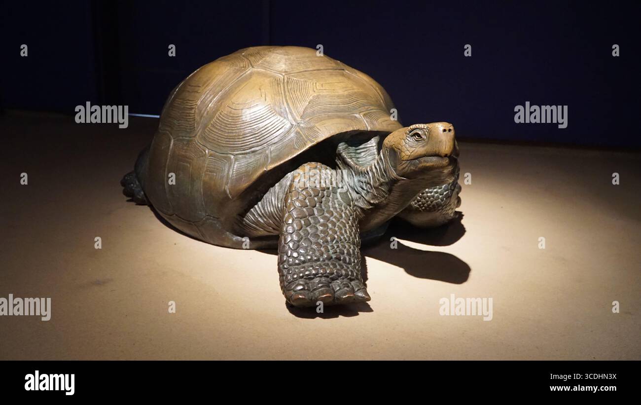 tartaruga gigante, scultura tartaruga, scultura rettile, mostra museo, arte della fauna selvatica, mostra museo, tartaruga gigante, statua animale, mostra educativa, tartaruga Foto Stock