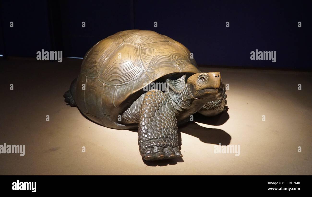 tartaruga gigante, scultura tartaruga, scultura rettile, mostra museo, arte della fauna selvatica, mostra museo, tartaruga gigante, statua animale, mostra educativa, tartaruga Foto Stock