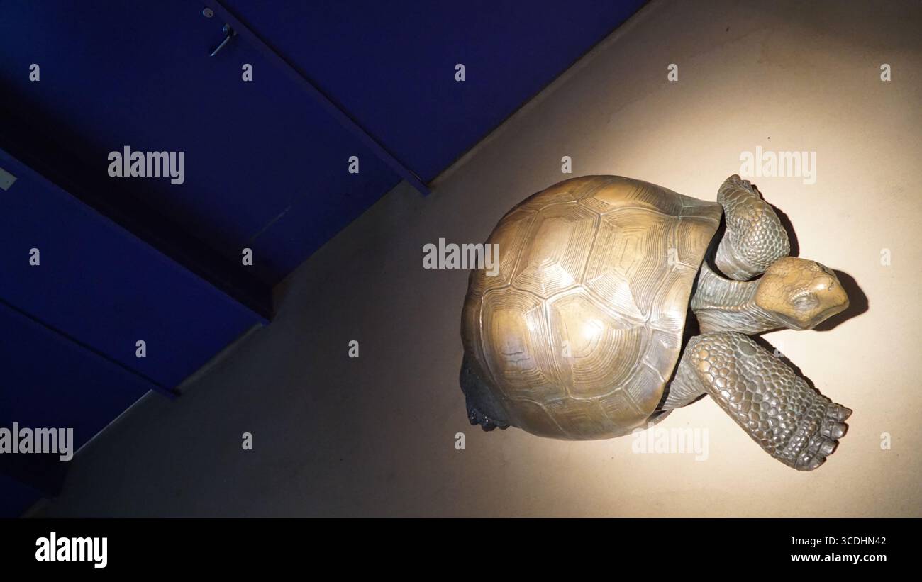 tartaruga gigante, scultura tartaruga, scultura rettile, mostra museo, arte della fauna selvatica, mostra museo, tartaruga gigante, statua animale, mostra educativa, tartaruga Foto Stock