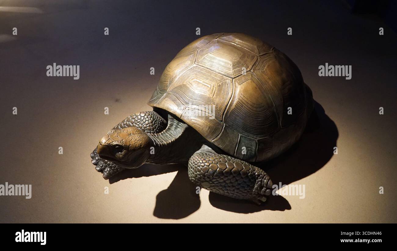tartaruga gigante, scultura tartaruga, scultura rettile, mostra museo, arte della fauna selvatica, mostra museo, tartaruga gigante, statua animale, mostra educativa, tartaruga Foto Stock