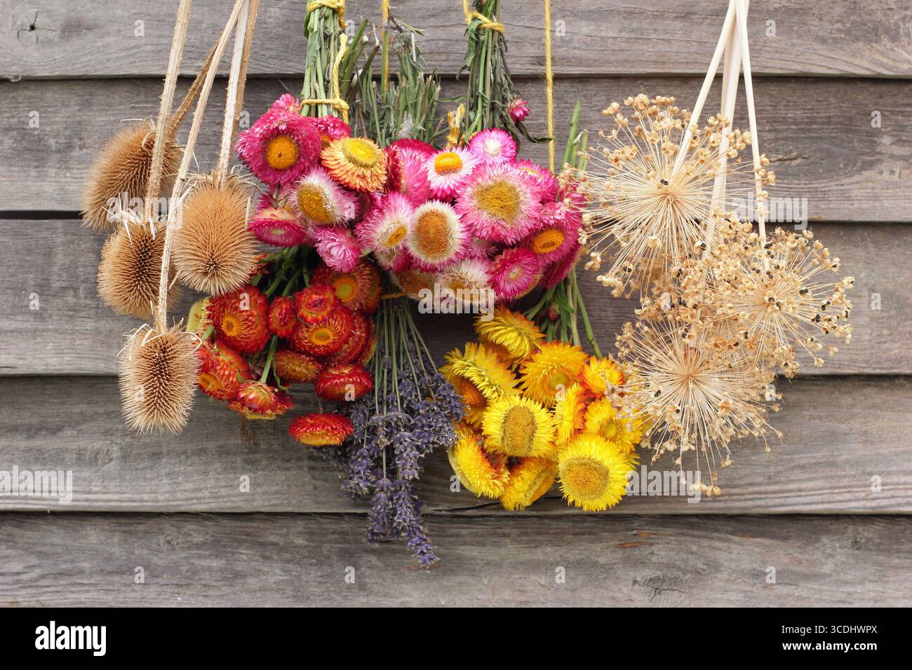 Ammassa fiori vivaci appesi al rovescio e asciutti, tra cui fiori di fragola, lavanda, papaveri e allievi per composizioni floreali e artigianato. Foto Stock