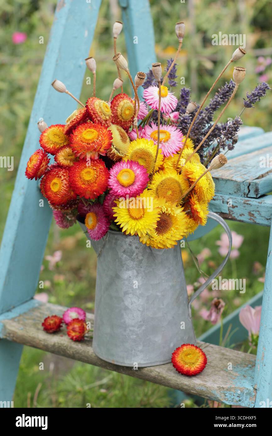 Fiori di paglia. Disposizione di fiori secchi, tra cui elicrimi, papaveri e lavanda esposti su scala blu vintage nel giardino inglese. REGNO UNITO Foto Stock