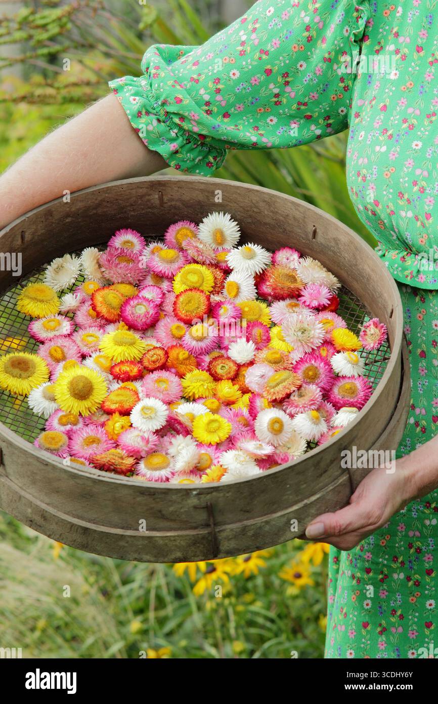 Fiori di paglia. Donna giardiniere di fiori con colorate teste di fiori di Xerochrysum bracteatum, (Helichrysums), che si asciugano in un enigma da giardino per l'artigianato floreale. Foto Stock